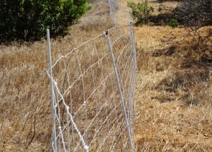 A moveable electric fence divides the tall brush (on the left) before the goats are turned loose to eat in the Window Hill Homeowners Association in Anaheim Hills from the chomped brush after the goats completed their job